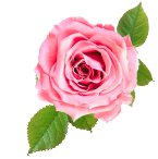 rose.png